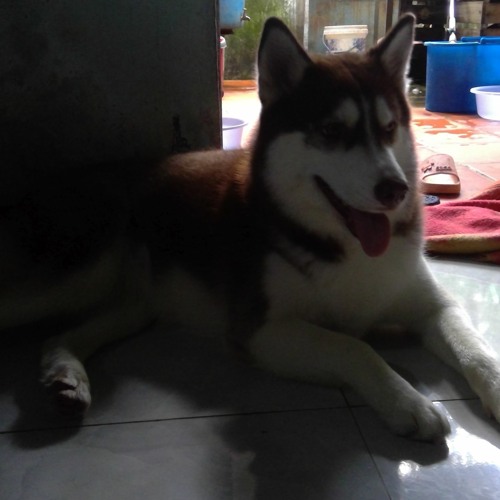 Cmajor Aka Chống Kơm - John Phan Entity Aka Johniebojj