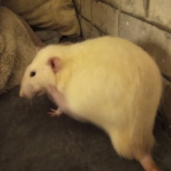 Ты, ты, ты - Zakroyyy