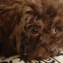 i met a bird in anaheim