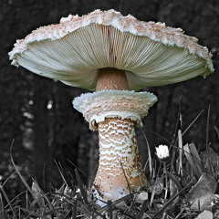 Charttekk Ohne Empfang ♿️💥