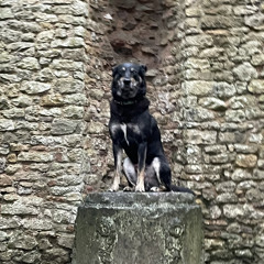 buildo - paws for thought (amen mix)