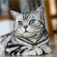 Vidundergrunden - Louis Valuta Challenge (Prod. TrippyFriday - Recorded by JVC).wav