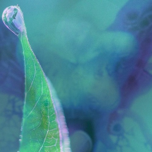 suckled (dew drop) w/ lucra400