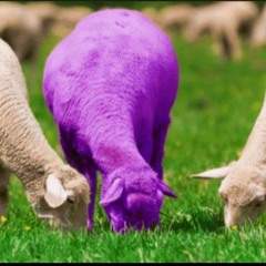 Purple Lamb
