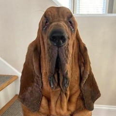 Hound Dawg (EDM Remix)