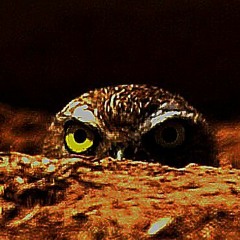 Burrowing Owl (8wltre6)