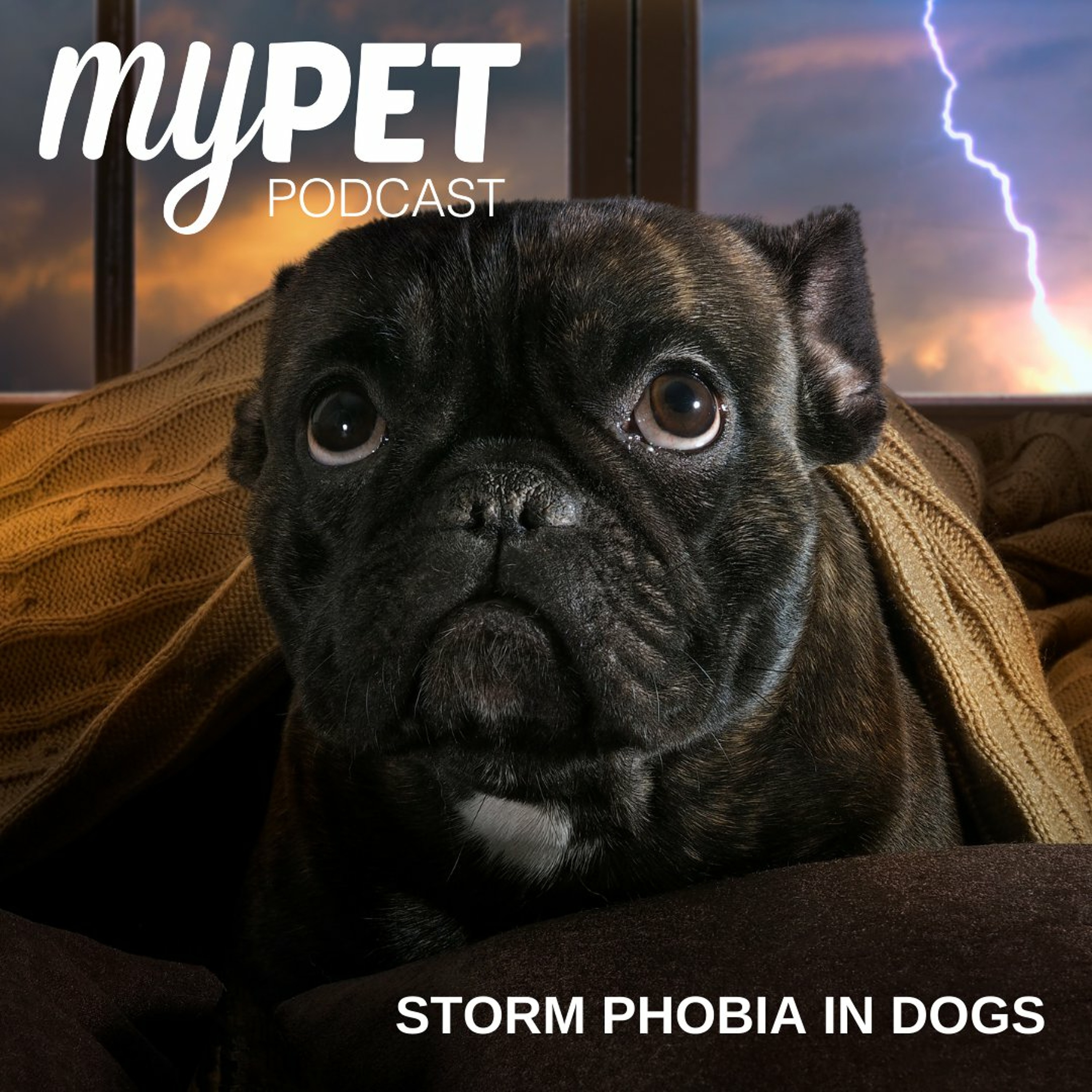 Storm Phobia In Dogs episode artwork