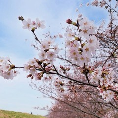 Departure in spring (仮)