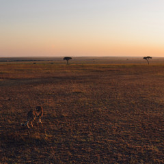 Sunset over the Serengeti - a deep afro house/tribal mix