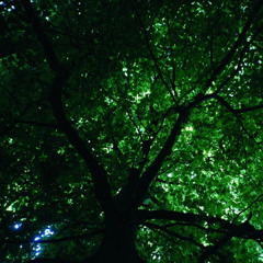 Cords and Branches