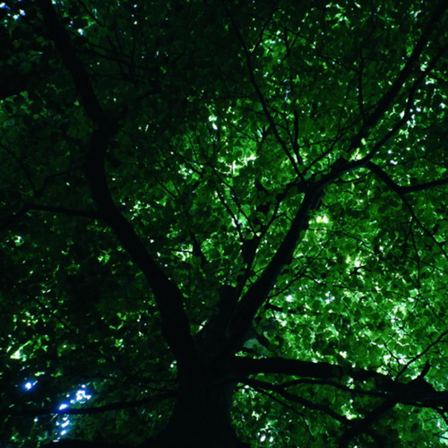 Cords and Branches