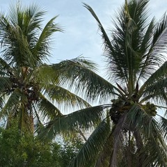 Florida Demos 4