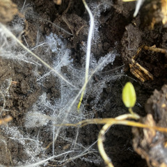 DiopThree-Once up Once down