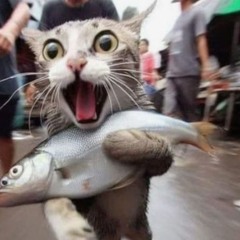 operation gato (feat. gatoplaya)