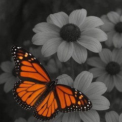 Butterfly (Prod.IRØN SKŰLL)