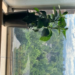 House of Arson (Falling Seaon)