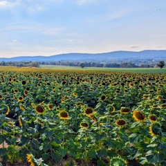 The Interlude Session