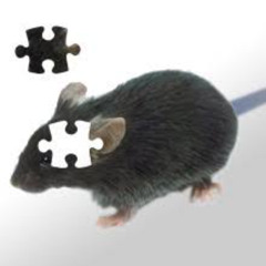 wristlock w videocat prod cat