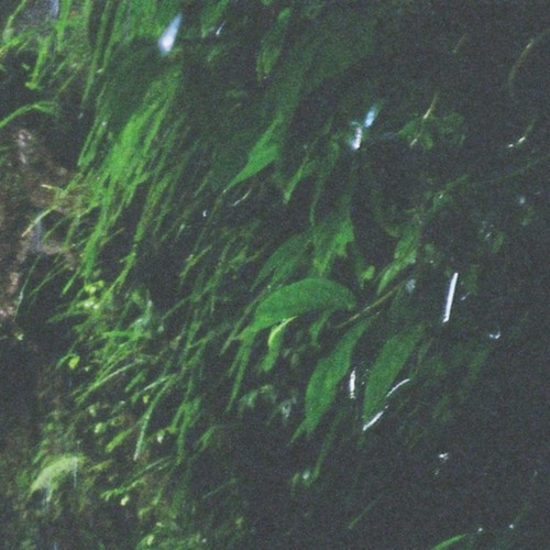 forest w/ u