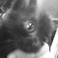 Good Bye Luci...