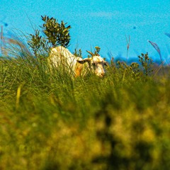 Hands Down (The GOAT)