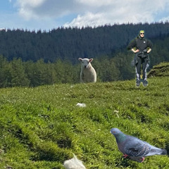 welsh sheep schranz