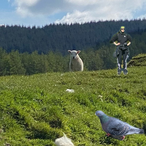 welsh sheep schranz