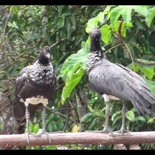Bird Call Riddim