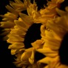 The Bright Side #34 | Chambord | DJ mix artwork - Electronic music tracklist cover image