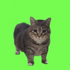 OIIA RAGE REMIX DEMO(feat. OIIA cat)