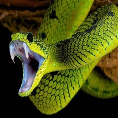 slick (stedryy nezzofr)