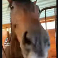 all knowing horse dub (clip)