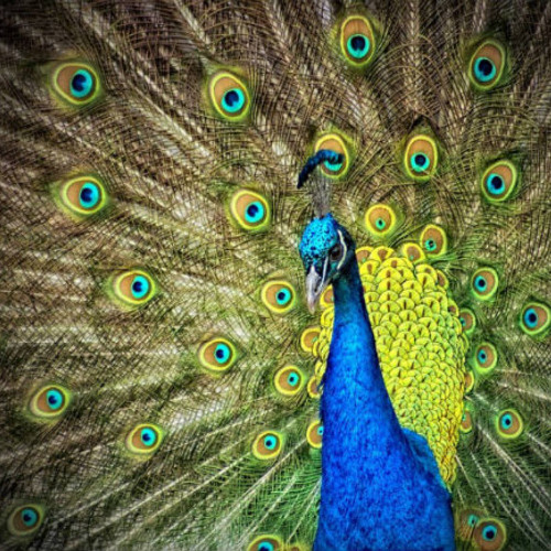 The Greatness of Humility (Rabbi Sacks on Shoftim, Covenant & Conversation)