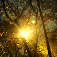 The Amber Sunlight Casts Long Shadows on the Winter Afternoon