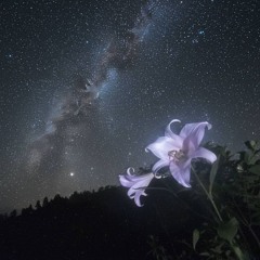 wit you (prod. oson) (ft. playja)