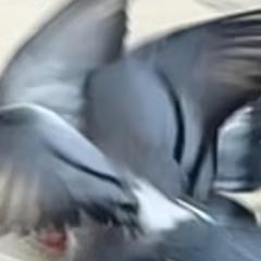 las heridas me las hice yo