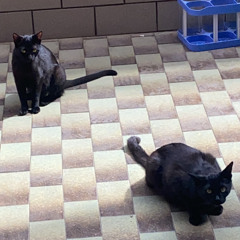 skit 6 w/ @Niba (fanculo i cani)