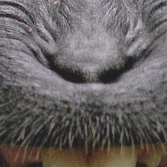ape