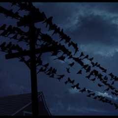 You should never see a bird
