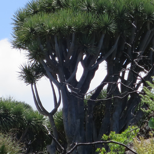 Somnambule feat. Dani B. (Cover Cœur de Pirate)