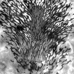 Bear Skin Rug (Demo Mix)