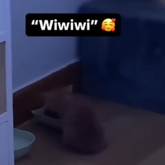 Wiwiwiwi House-Cat