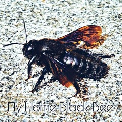 Fly Home Black Bee