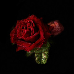 Bloom
