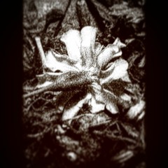 The Desolation Of Self