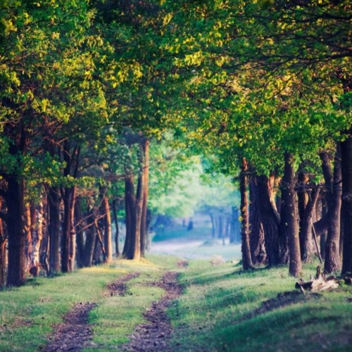 โบรโค้ด background pattern - FREE DOWNLOAD