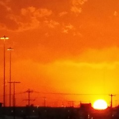 Dusky