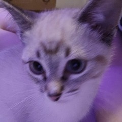 Galway Girl - Female Cover