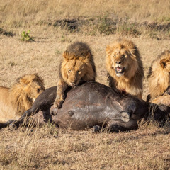 We gone all eat (freestyle)