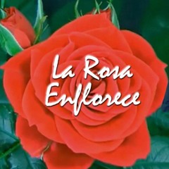 La Rosa Enflorece (Ladino)